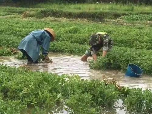 阳光礼赞 一一写于今秋雨季(图2)