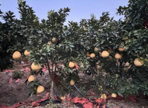 �����᣺�����ֱ���ġ�ũҵ+���Ρ���̬������֮·